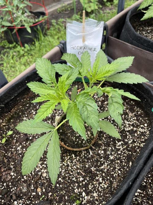 Godfather OG. Week 7