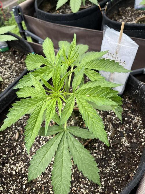26 Gorilla Cookies Fast. Week 7 - June 18 Day 48