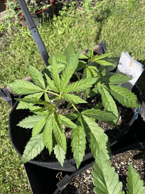 26 Purple Ghost Candy. Week 7 - June 19 Day 49