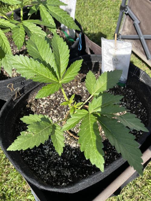 26 Amnesia Haze Fast. Week 7 - June 19 Day 49