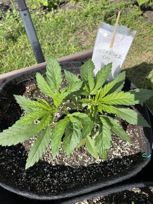 Godfather OG. Week 7