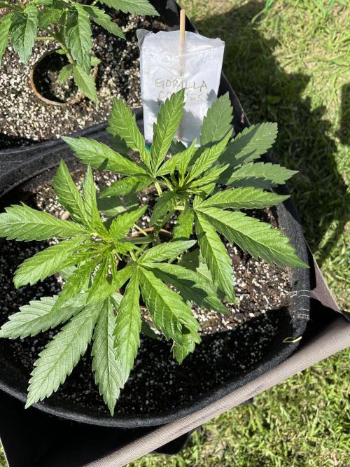26 Gorilla Cookies Fast. Week 7 - June 19 Day 49