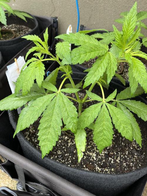 26 Purple Ghost Candy. Week 8 - June 20 Day 50