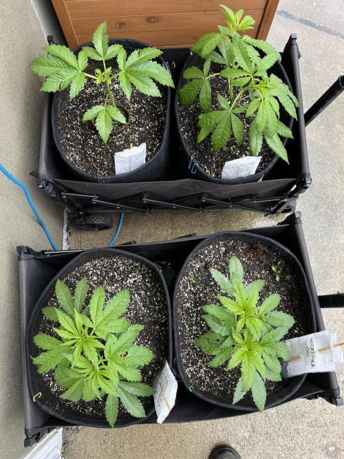 26 Amnesia Haze Fast. Week 8 - June 20 Day 50