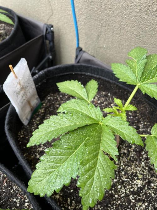 26 Amnesia Haze Fast. Week 8 - June 20 