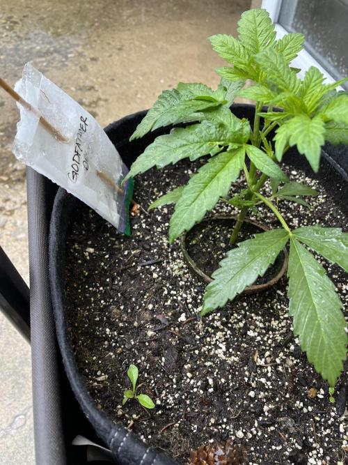 Godfather OG. Week 8
