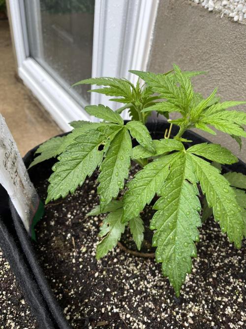 26 Gorilla Cookies Fast. Week 8 - June 20 Day 50