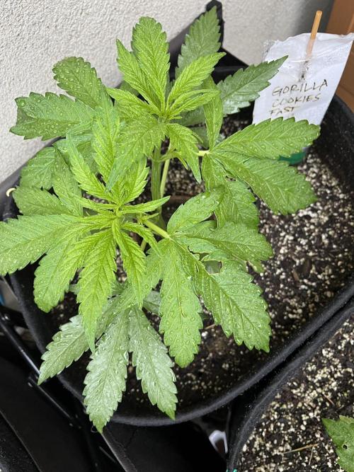 26 Gorilla Cookies Fast. Week 8 - June 21 Day 51