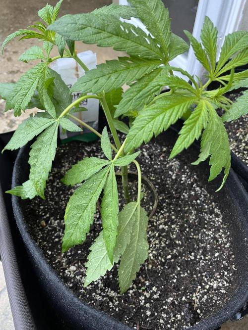 26 Purple Ghost Candy. Week 8 - June 21 Day 51
