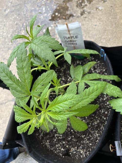 26 Purple Ghost Candy. Week 8 - June 21 Day 51