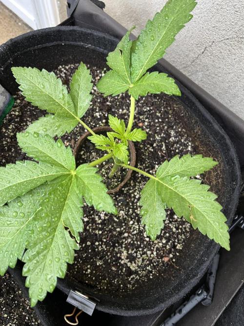 26 Amnesia Haze Fast. Week 8 - June 21 Day 51