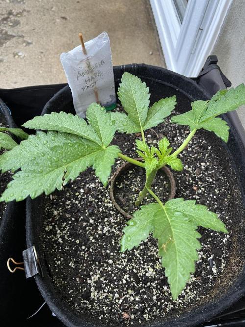 26 Amnesia Haze Fast. Week 8 - June 21 Day 51
