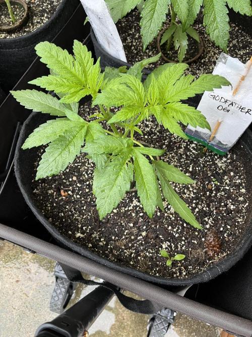 26 The Godfather. Week 8 - June 21 Day 51