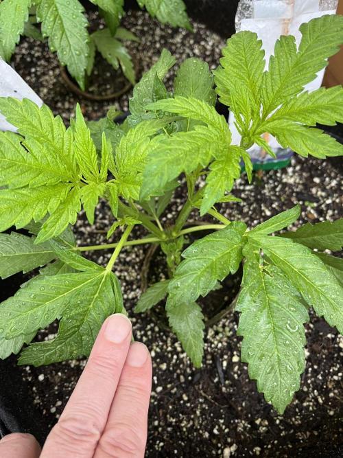 Godfather OG. Week 8