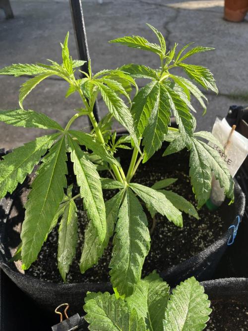 26 Purple Ghost Candy. Week 8 - June 22 Day 52