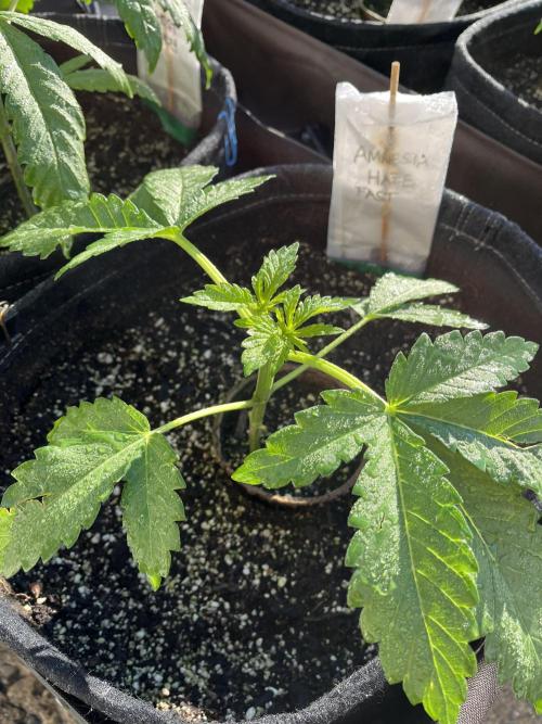 Amnesia Haze Go Fast. Week 8