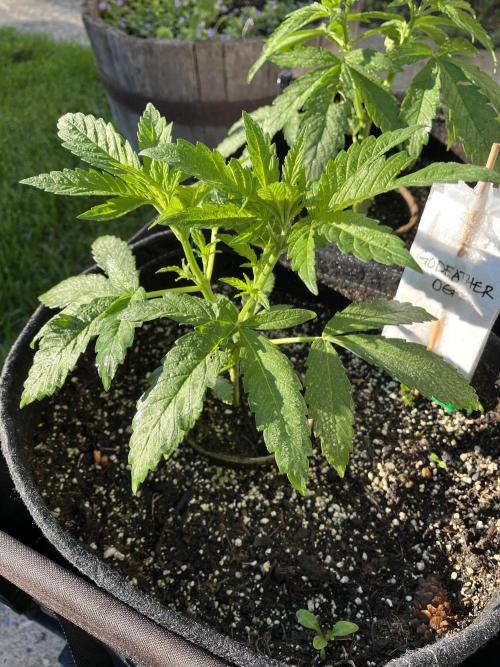 26 The Godfather. Week 8 - June 23 Day 53