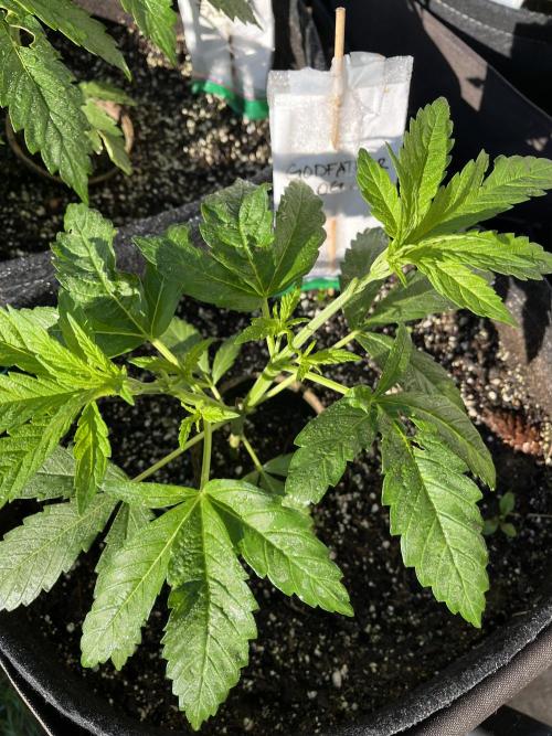 Godfather OG. Week 8