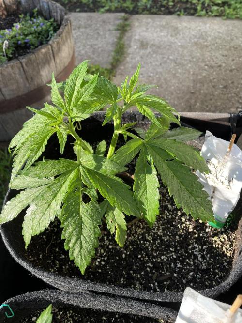 26 Gorilla Cookies Fast. Week 8 - June 23 Day 53