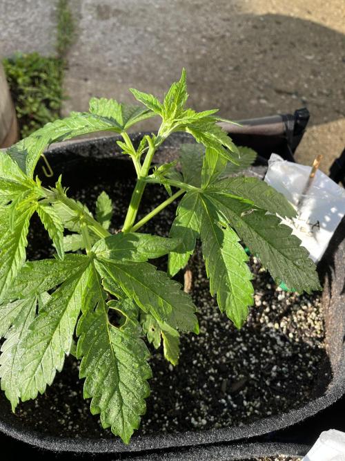 26 Gorilla Cookies Fast. Week 8 - June 23 Day 53