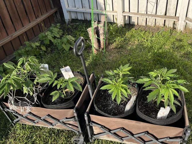 26 Purple Ghost Candy. Week 8 - June 24 Day 54 evening 