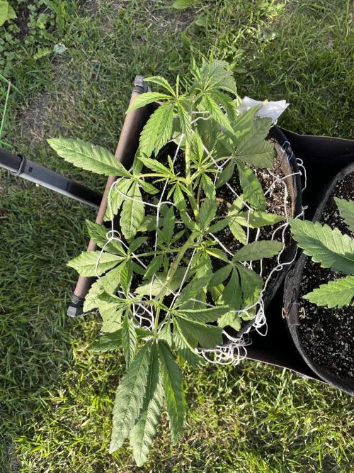 26 Purple Ghost Candy. Week 8 - June 24 Day 54