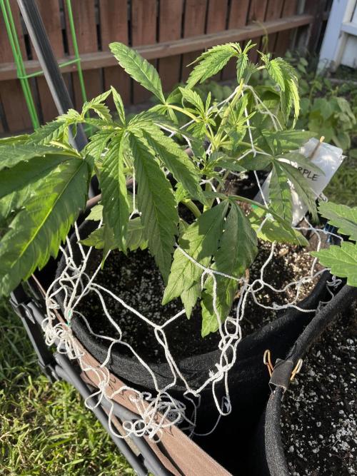 Purple Ghost Candy. Week 8