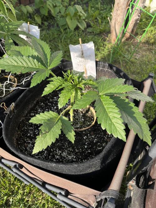 26 Amnesia Haze Fast. Week 8 - June 24 Day 55