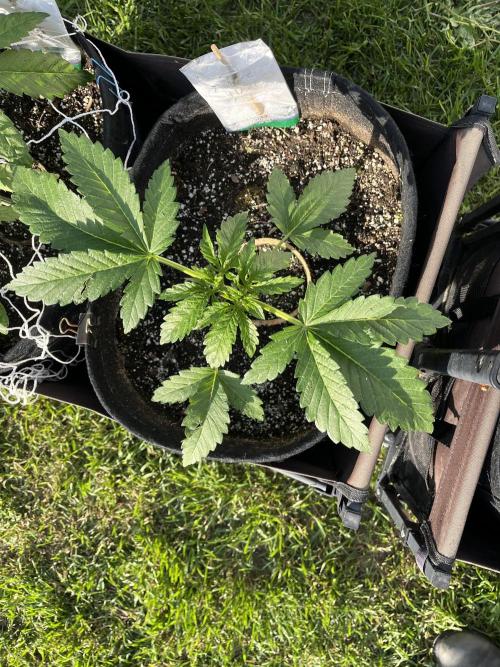 26 Amnesia Haze Fast. Week 8 - June 24 Day 54
