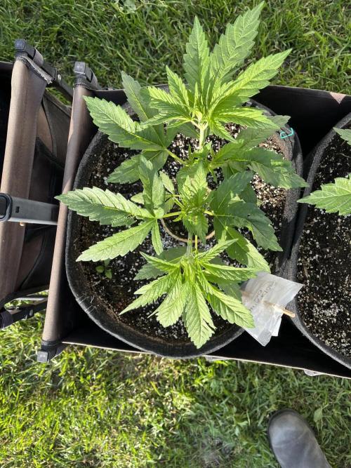 26 The Godfather. Week 8 - June 24 Day 54