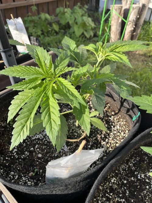 Godfather OG. Week 8