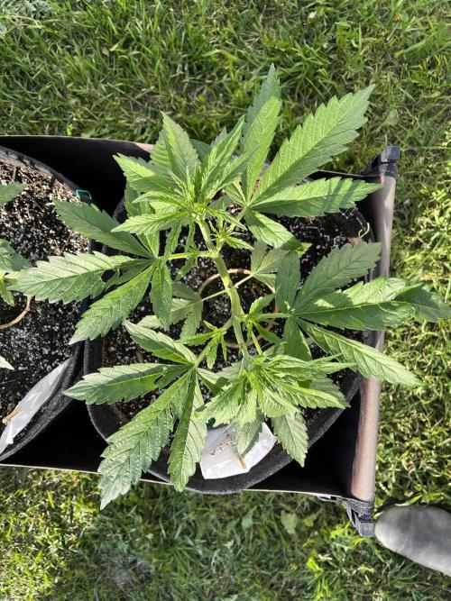 26 Gorilla Cookies Fast. Week 8 - June 24 Day 54