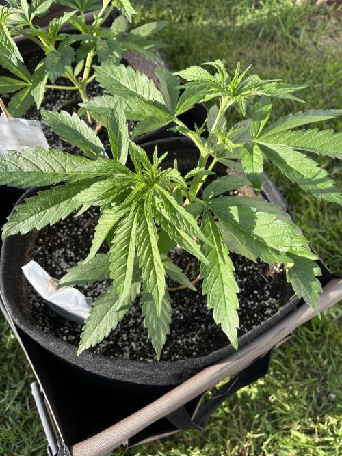 26 Gorilla Cookies Fast. Week 8 - June 24 Day 54