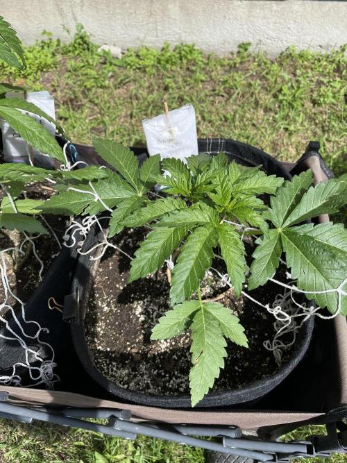 Amnesia Haze Go Fast. Week 8