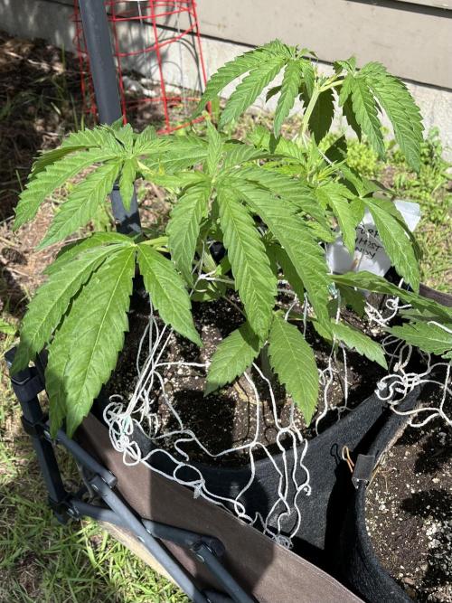 Purple Ghost Candy. Week 8