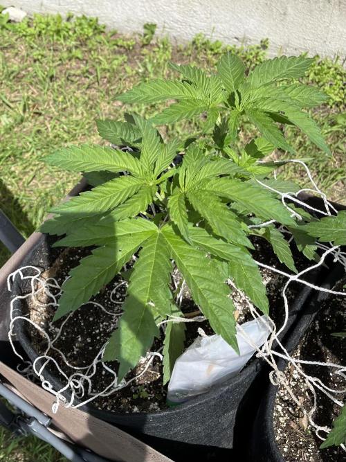 Godfather OG. Week 8