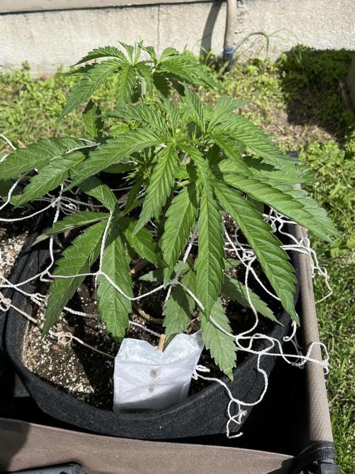 26 Gorilla Cookies Fast. Week 8 - June 26 Day 56