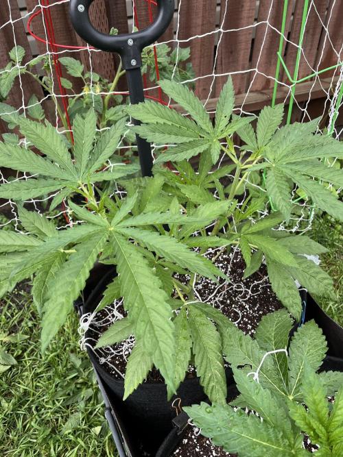 26 Purple Ghost Candy. Week 9 - June 28 Day 58