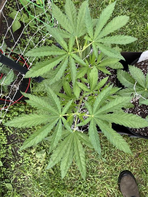 26 Purple Ghost Candy. Week 9 - June 28 Day 58
