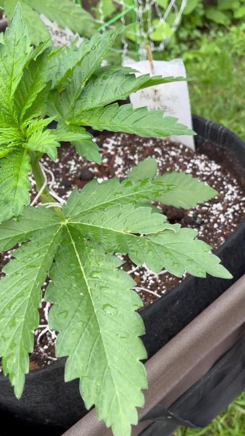 26 Gorilla Cookies Fast