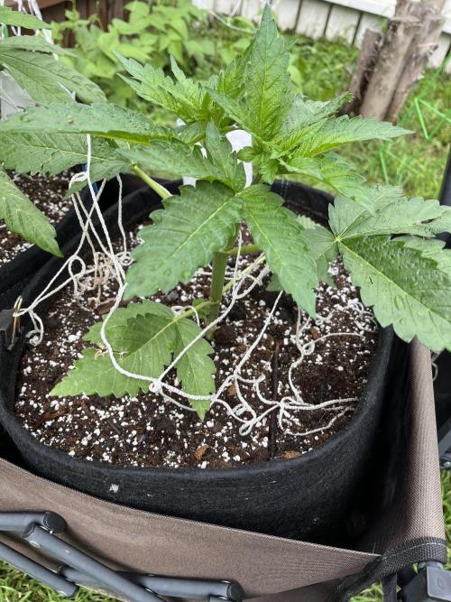 26 Amnesia Haze Fast. Week 9 - June 28 Day 58