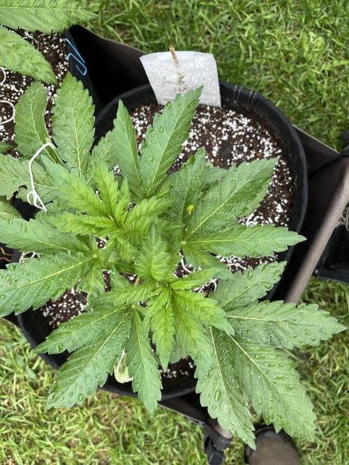 26 Amnesia Haze Fast. Week 9 - June 28 Day 58