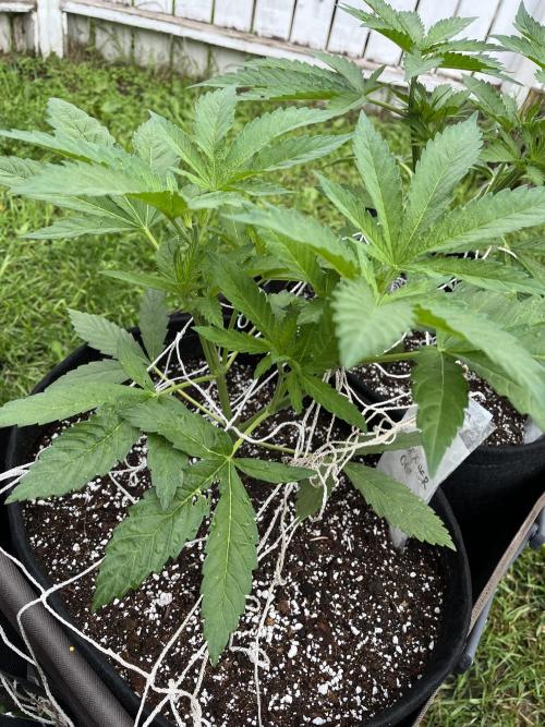26 The Godfather. Week 9 - June 28 Day 58