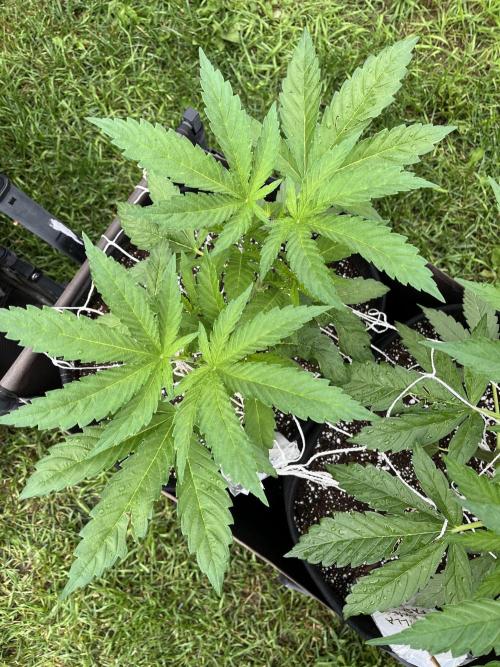 26 The Godfather. Week 9 - June 28 Day 58