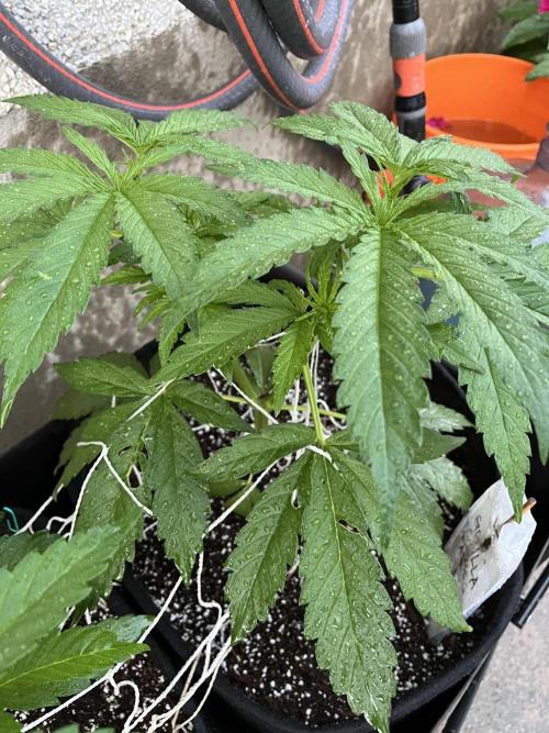 26 Gorilla Cookies Fast. Week 9 - June 28 Day 58 