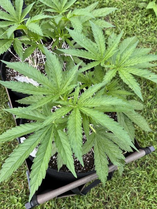 26 Gorilla Cookies Fast. Week 9 - June 28 Day 58