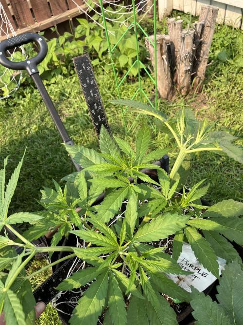 26 Purple Ghost Candy. Week 9 - June 29 Day 59