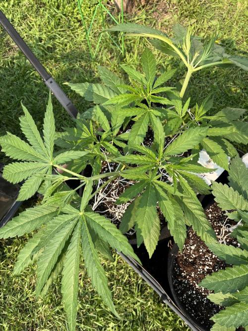 26 Purple Ghost Candy. Week 9 - June 29 Day 59