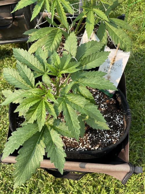 26 Amnesia Haze Fast. Week 9 - June 29 Day 59