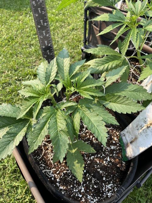 Amnesia Haze Go Fast. Week 9